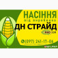 Гібрид кукурудзи ДН Страйд (ФАО 230) від виробника - фото № 1