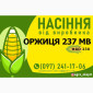 Гібрид кукурудзи Оржиця 237 МВ (ФАО 230) від виробника - фото № 1