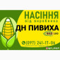 Гібрид кукурудзи ДН Пивиха (ФАО 180) від виробника - фото № 1