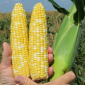 Солодка кукурудза на продаж - фото № 1
