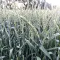 Насіння пшениці м'якої ярої МІП Олександра у продажу - фото № 1