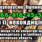 Элеватор покупает пшеницу 2, 3, 4 класса - фото № 1