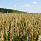 Насіння озимої пшениці для продажу - фото № 1