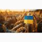 Закупаем пшеницу у производителей в Харькове - фото № 1