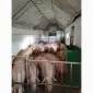 Продам свиней с доставкой - фото № 1