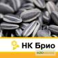 Семена подсолнечника "НК Брио" - фото № 1
