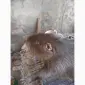 Продаж нутрій - фото № 3