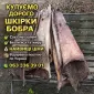 Куплю шкурки бобра сухие - фото № 1
