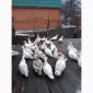 Продам тушки індокачок роздріб/ опт або живими - фото № 2
