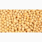 Продается качественный желтый горох - фото № 1
