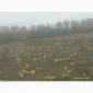 Продам посівмат голонасінних гарбузів гляйсдорфер - фото № 1