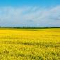 Наша компанія постійно закуповує сільськогосподарські культури врожаю 2024–2025 - фото № 1