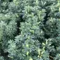 Семена люпина Барвинок - фото № 1