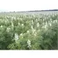 Продам семена белого люпина Щедрий 1р - фото № 1