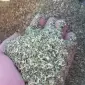 Махорка в наличии - фото № 1