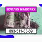 Махорка на закупку - фото № 1