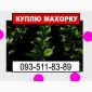 Махорка для нас - фото № 1