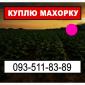 Шукаю махорку - фото № 1