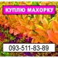 Закупка махорки - фото № 1