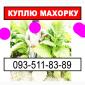 Приобретём Вашу махорку - фото № 1