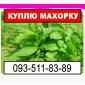 Купую махорку з Ваших грядок - фото № 1