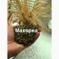 МАХОРКА - САМОСАД по народному ! продам - фото № 1