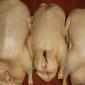 Тушки домашних мускусных уток,индоуток - фото № 1