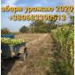 Продается Тютюн Virginia по цене 700 грн за 1 кг - фото № 8