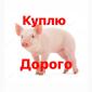 Куплю поросят - фото № 1