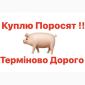 Куплю поросята свиньи - фото № 1