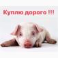 Поросята закупка поросят по всій Україні - фото № 1