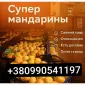 Продаются мандарины оптом - фото № 1