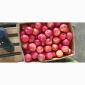 Яблука різних сортів у продажу - фото № 2