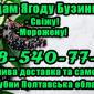 На постійній основі продаю ягоду бузини!Ціна ринкова - фото № 1