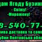 Продаю бузину мелким и крупным оптом - фото № 1