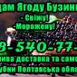 Предприятие реализует ягоду бузины - фото № 1