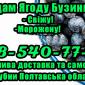 Реалізую бузину свіжу та заморожену! Оптом - фото № 1