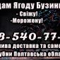 Продам Ягоду Бузины оптом!Сезон 2025 - фото № 1