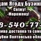 Продам Свежую Ягоду бузины!!!Крупным и мелким оптом!Сезон 2025 - фото № 1
