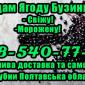Реализуем оптом ягоду бузины - фото № 1