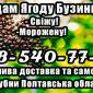 Предприятие реализует ягоду бузины!Высокое качество - фото № 1