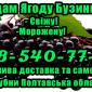 Продам ягоду бузини!Опт! Гнучкий Розрахунок - фото № 1