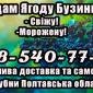 Продам бузину крупным и мелким оптом!Цена договорная - фото № 1
