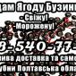 Предприятие заготовитель реализует высококачественную ягоду бузины - фото № 1