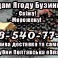 Реализую ягоду бузины мелким и крупным оптом!Сезон 2025 - фото № 1