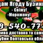 Предприятие продает крупным и мелким оптом ягоду бузины - фото № 1