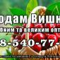 Реализую вишню - фото № 1