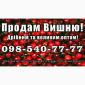 Продам вишню за договірною ціною - фото № 1