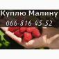 Закуповую малину у будь якому обсязі - фото № 1