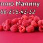Завод закупает малину в неограниченном количестве!Высокая цена - фото № 1